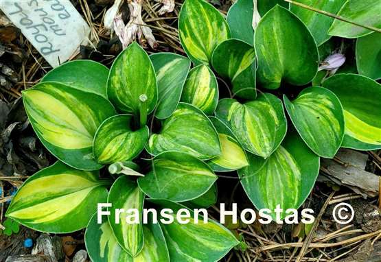 Hosta Royal Mouse Ears